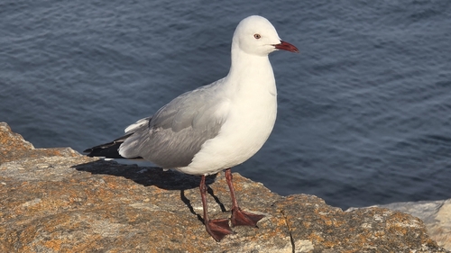 iNaturalist image