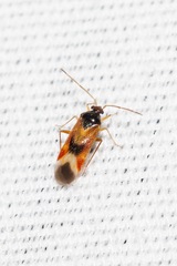 Ceratocapsus apicalis