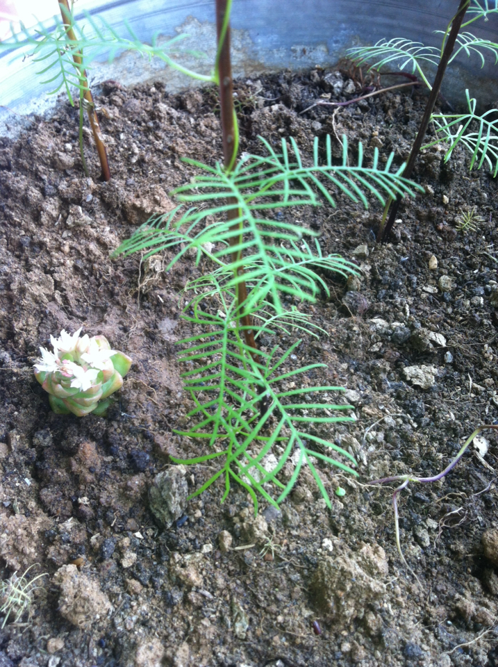 Ipomoea quamoclit
