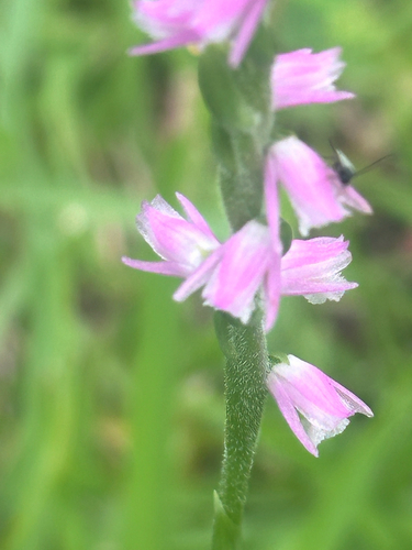 Spiranthes australis, photograph 2