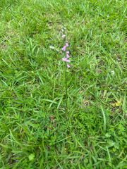 Spiranthes australis, photograph 岸本年郎, CC BY, iNaturalist via GBIF