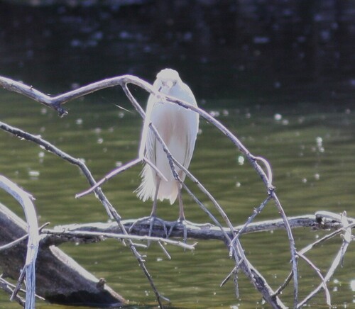 iNaturalist: (c) David Vander Pluym, some rights reserved (CC BY-NC), uploaded by David Vander Pluym iNaturalist image