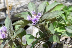 Physochlaina physaloides