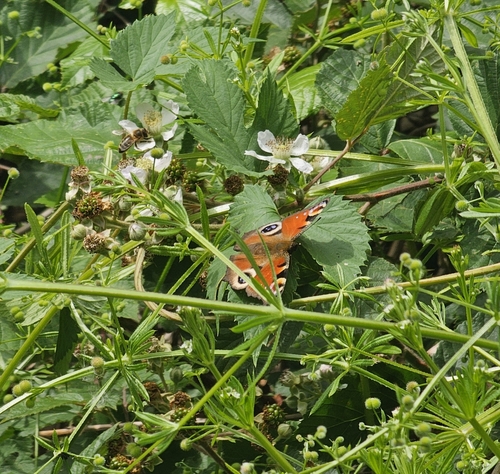 European peacock butterfly