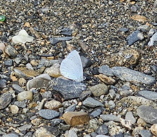 Holly Blue