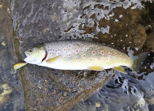 Brown Trout