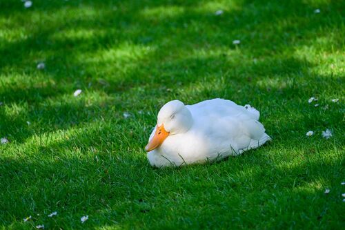 iNaturalist image