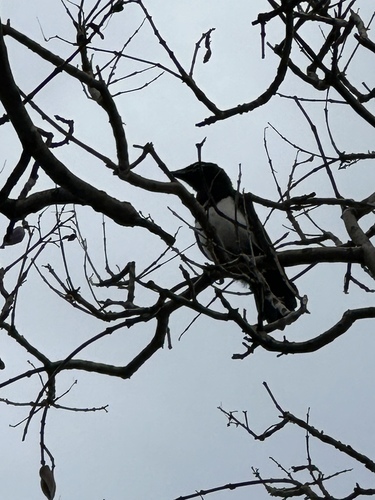 Eurasian Magpie
