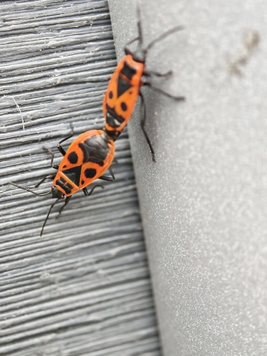 European Firebug