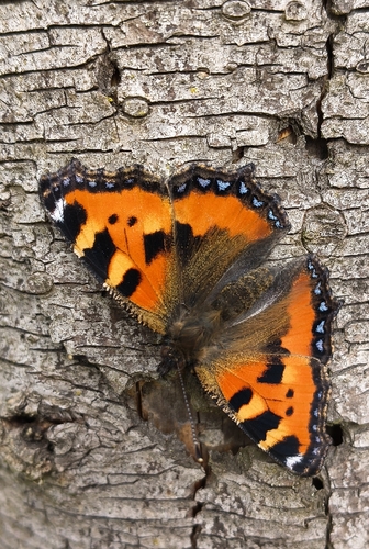 Small Tortoiseshell