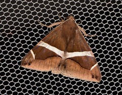 Bastilla arctotaenia