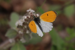 Anthocharis bambusarum