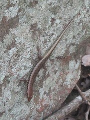 Concinnia sokosoma