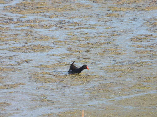 iNaturalist image