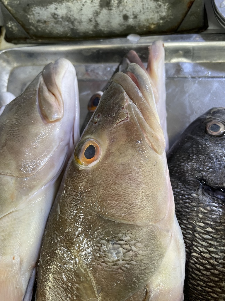 Graery threadfin seabass