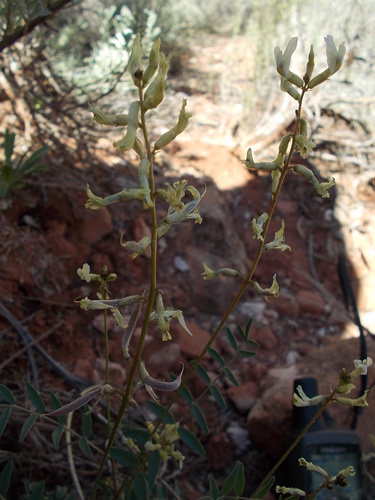 pagumpa milkvetch (Astragalus ensiformis)