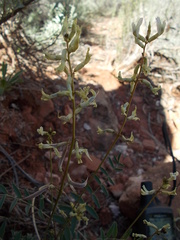 Astragalus ensiformis