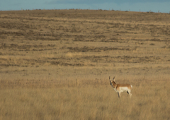 Antilocapra americana
