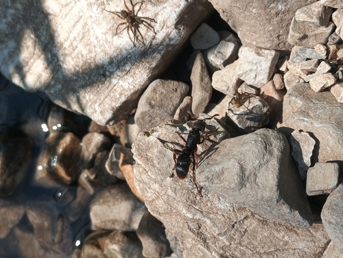 Pseudoneoponera rufipes