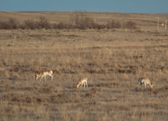 Antilocapra americana