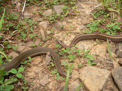 Thamnophis brachystoma