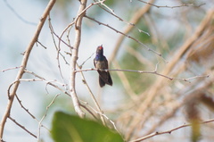 Cynanthus doubledayi