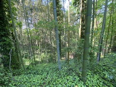Phyllostachys bambusoides