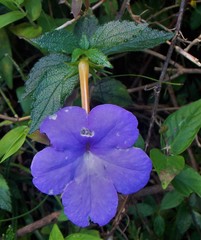 Achimenes longiflora