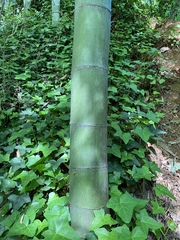 Phyllostachys bambusoides