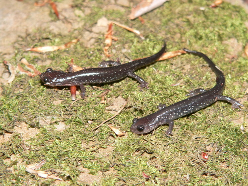 Wehrle's Salamander
