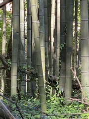 Phyllostachys bambusoides