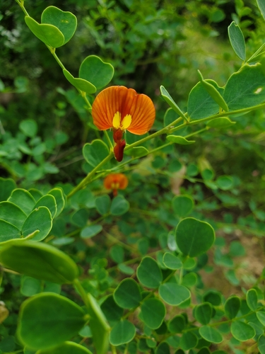 Colutea orientalis, photograph 1