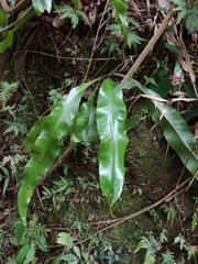 Microsorum punctatum