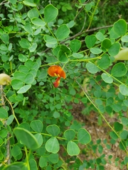 Colutea orientalis, photograph author not stated, no rights reserved