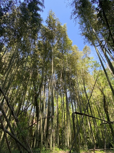 Giant Timber Bamboo (Phyllostachys bambusoides)  iNaturalist