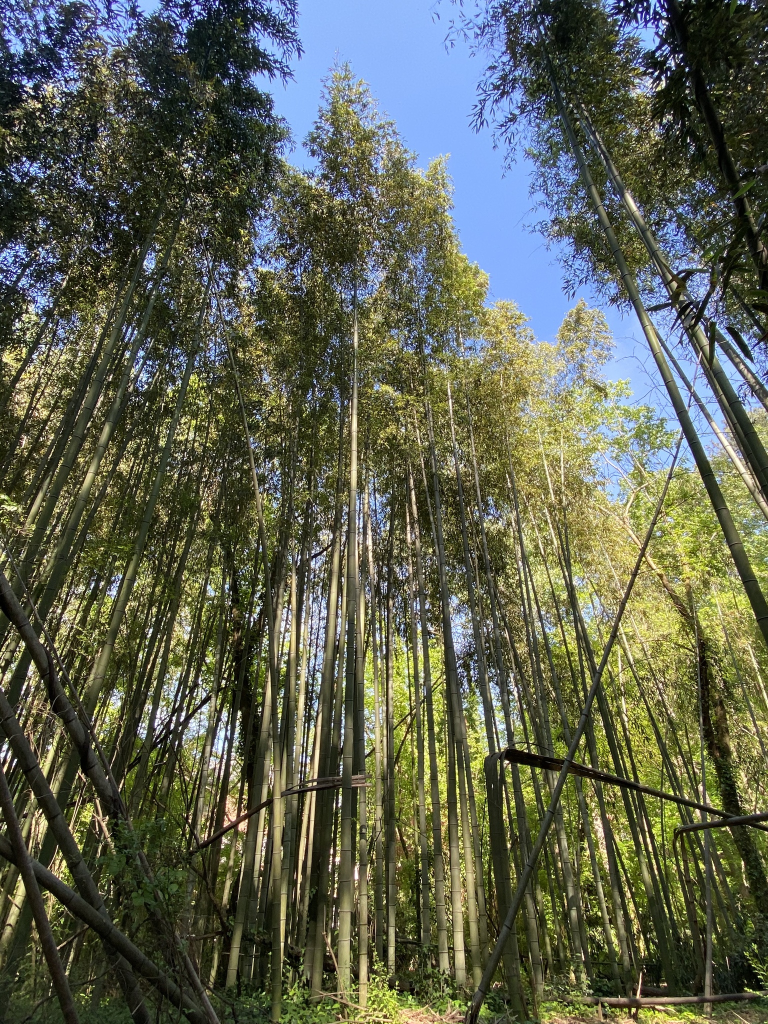 Bamboo  The Wood Database (Monocot)