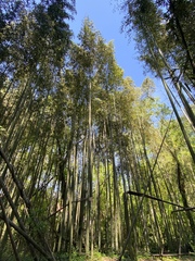 Phyllostachys bambusoides