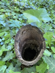 Phyllostachys bambusoides
