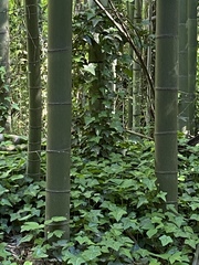 Phyllostachys bambusoides