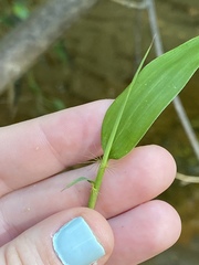 Phyllostachys bambusoides
