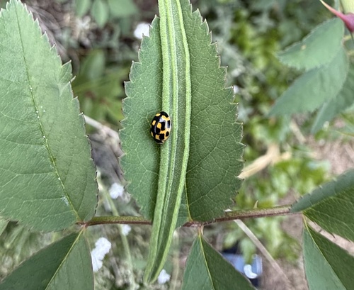 Fourteen-spotted Lady Beetle