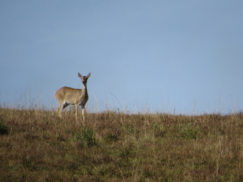 Ozotoceros bezoarticus bezoarticus