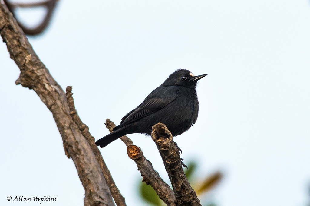 White-fronted Black-Chat photo