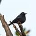 White-fronted Black-Chat - Photo (c) Allan Hopkins, some rights reserved (CC BY-NC-ND)