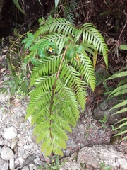 Woodwardia prolifera