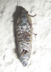 Cryptophlebia peltastica