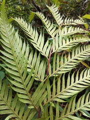 Woodwardia prolifera