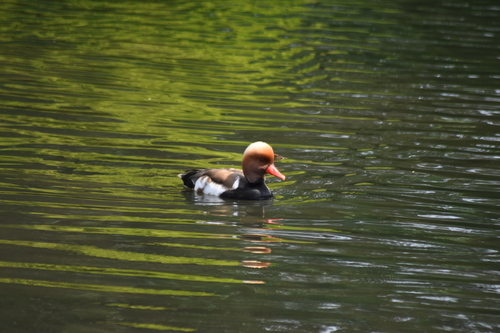 iNaturalist image