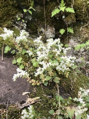 Sedum ternatum