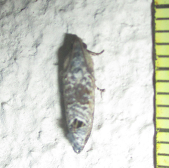 Cryptophlebia peltastica